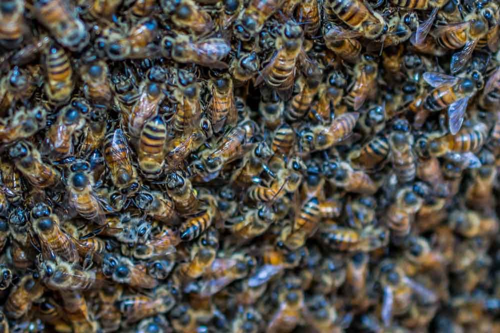 African bees are more aggressive and sometimes attack in swarms