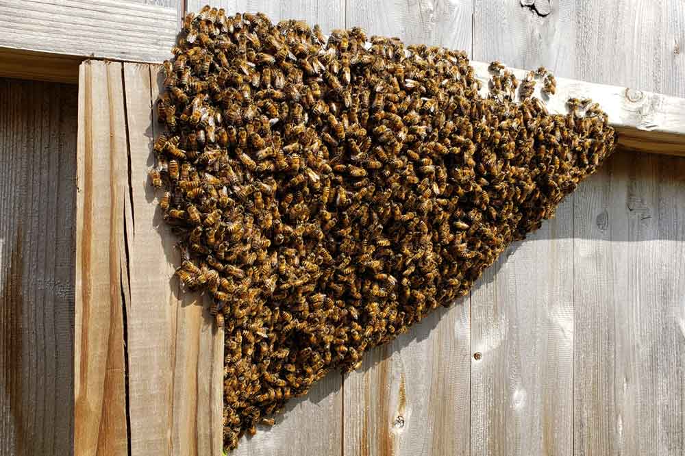 A swarm of bees suggests they are searching for a new home.