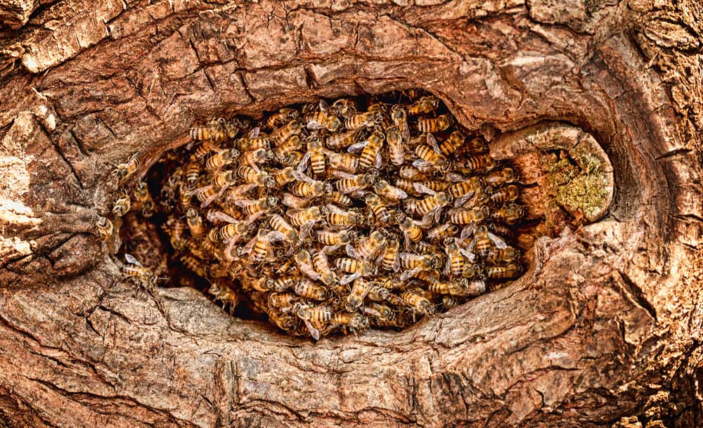 Bee hive in a tree