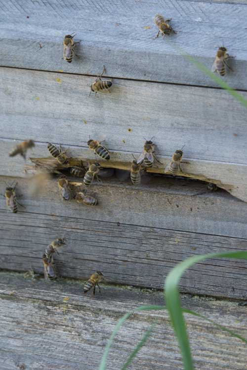 Bees have found an opening in an exterior wall and have built a hive inside the wall.