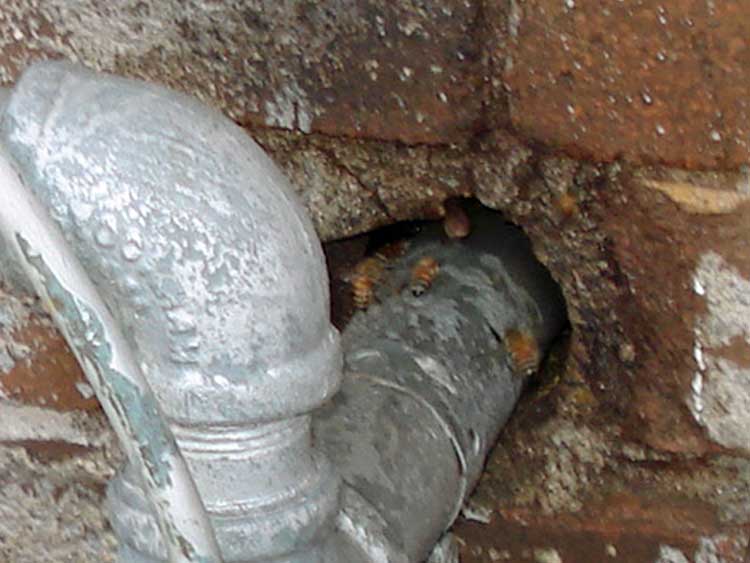 Bees have built a honeycomb inside the home's walls