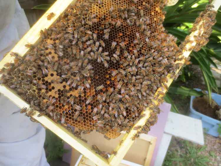 Honey comb from a box hive