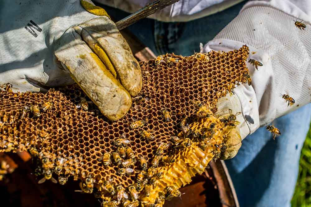 A honeycomb from a wild bee hive