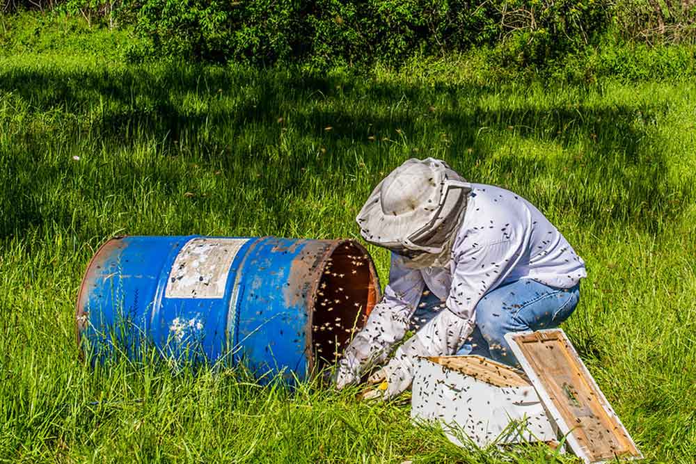 Removing the hive and queen bee from a metal drum