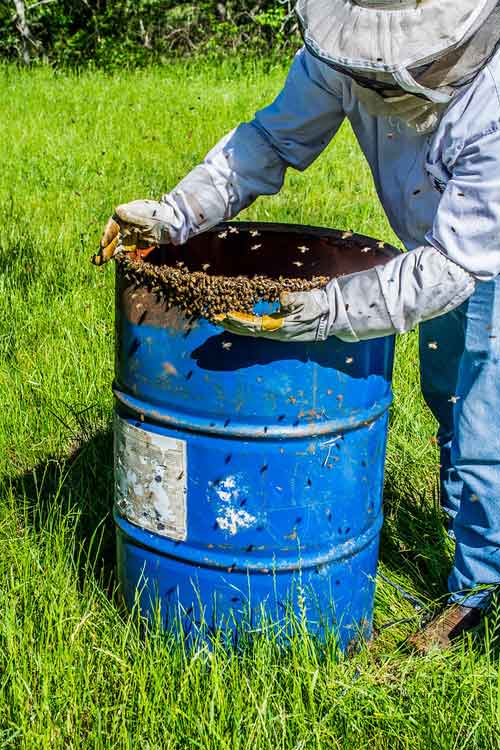 Removing bees from a metal drum