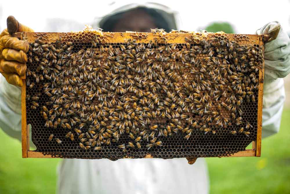 Honey comb from a honey box hive