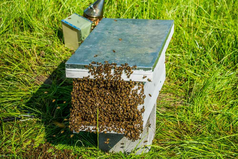 A healthy bee hive