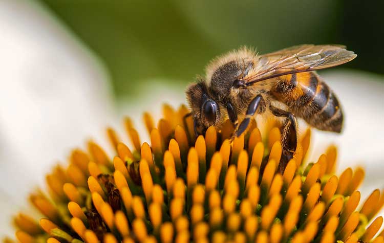 Honey bee at work